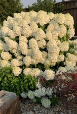 Bron and Sons Hydrangea pan. 'ILVOBO' PP22782 PBRAF #2 PW  -Bobo® Hydrangea