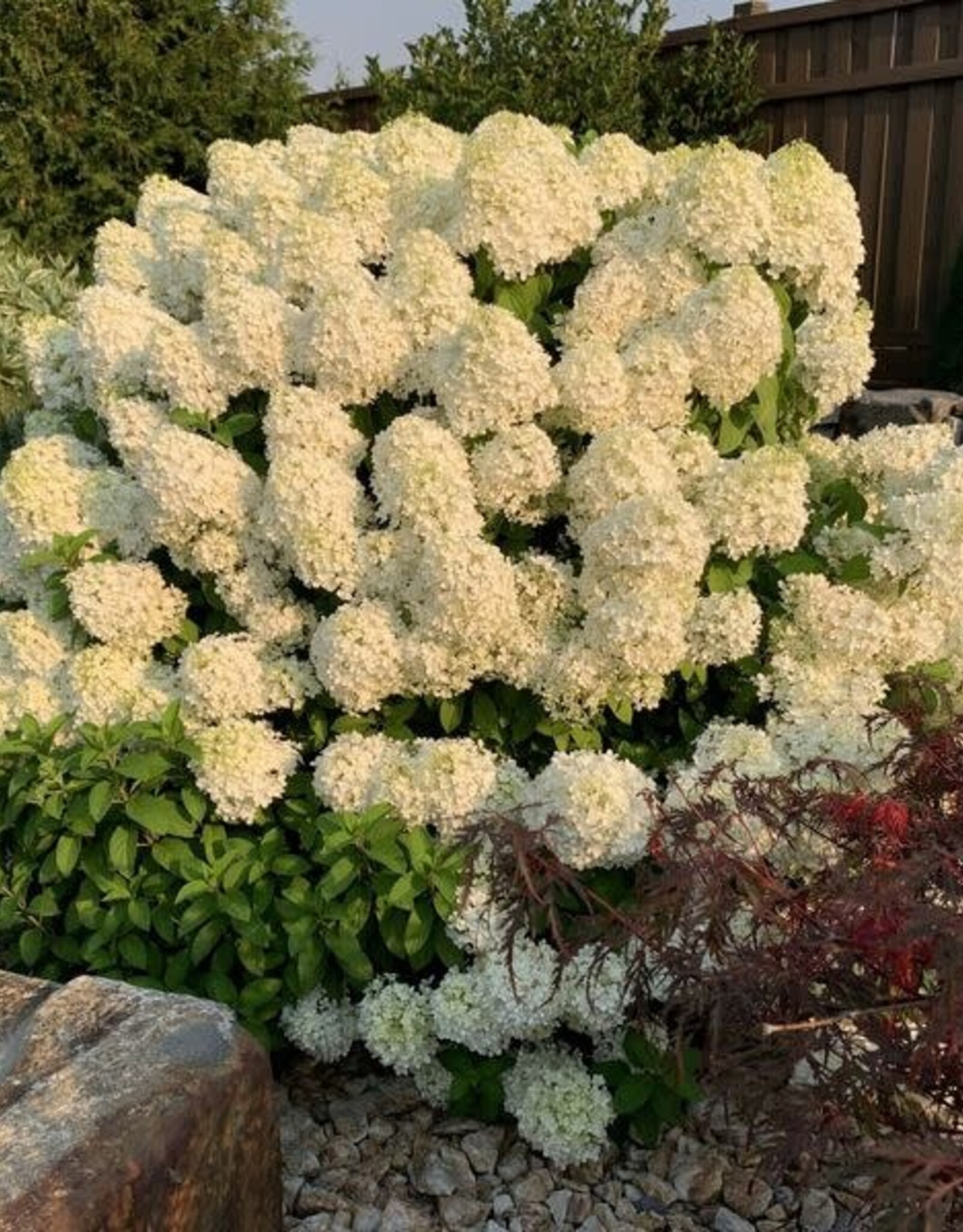 Bron and Sons Hydrangea pan. 'ILVOBO' PP22782 PBRAF #2 PW  -Bobo® Hydrangea