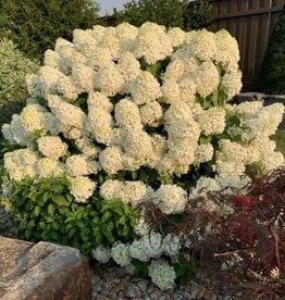 Bron and Sons Hydrangea pan. 'ILVOBO' PP22782 PBRAF #2 PW  -Bobo® Hydrangea