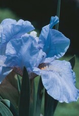 Bron and Sons Iris pumila 'Blue Denim' #1  Blue Denim Iris