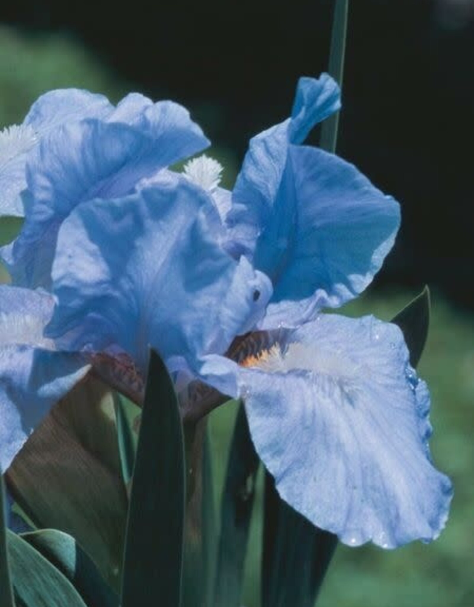 Bron and Sons Iris pumila 'Blue Denim' #1  Blue Denim Iris