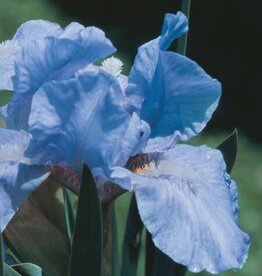 Bron and Sons Iris pumila 'Blue Denim' #1  Blue Denim Iris