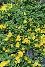 Bron and Sons Lysimachia nummularia #1  Creeping Jenny