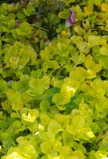 Bron and Sons Lysimachia nummularia 'Goldii' #1  Goldilocks Creeping Jenny