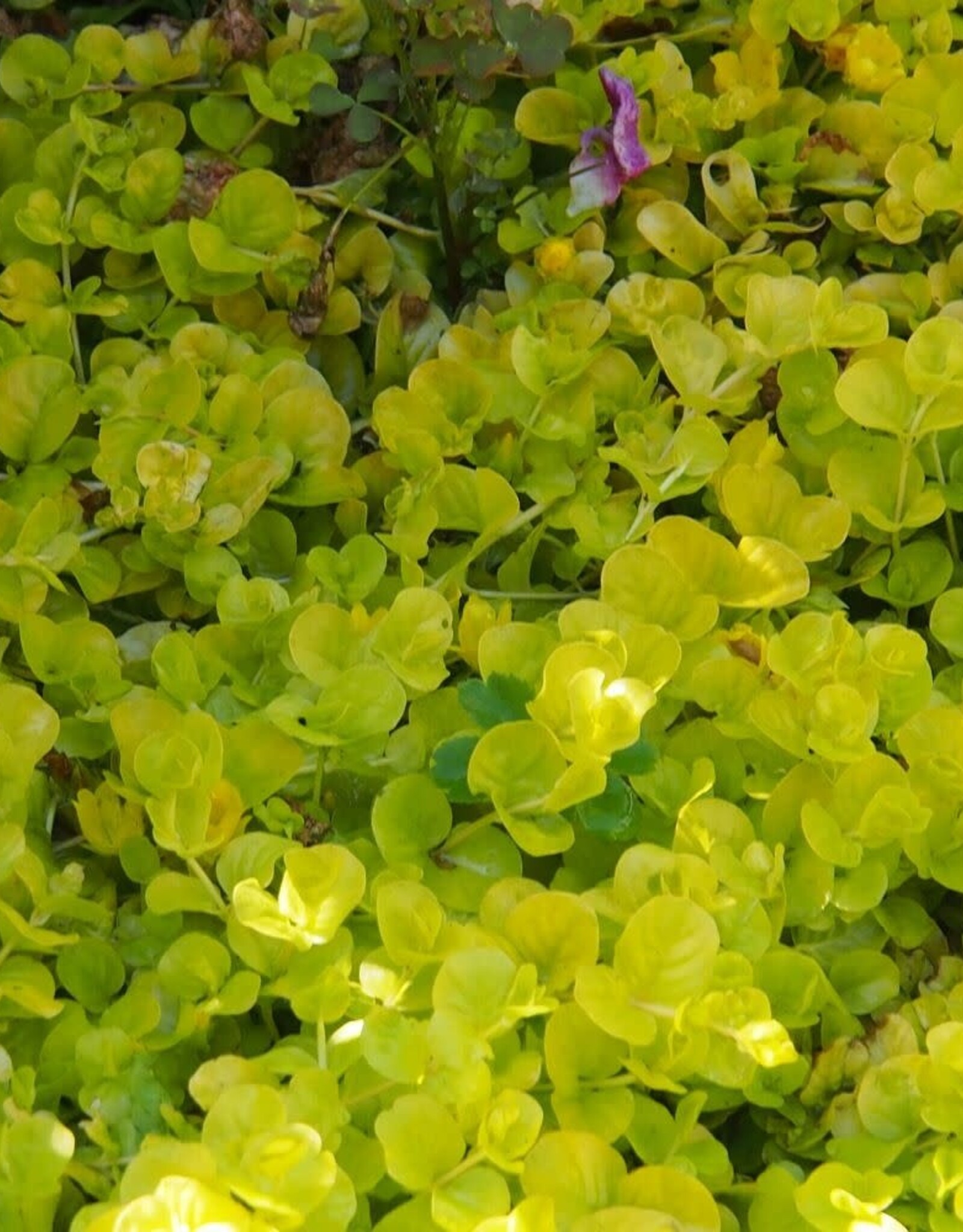Bron and Sons Lysimachia nummularia 'Goldii' #1  Goldilocks Creeping Jenny