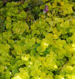 Bron and Sons Lysimachia nummularia 'Goldii' #1  Goldilocks Creeping Jenny