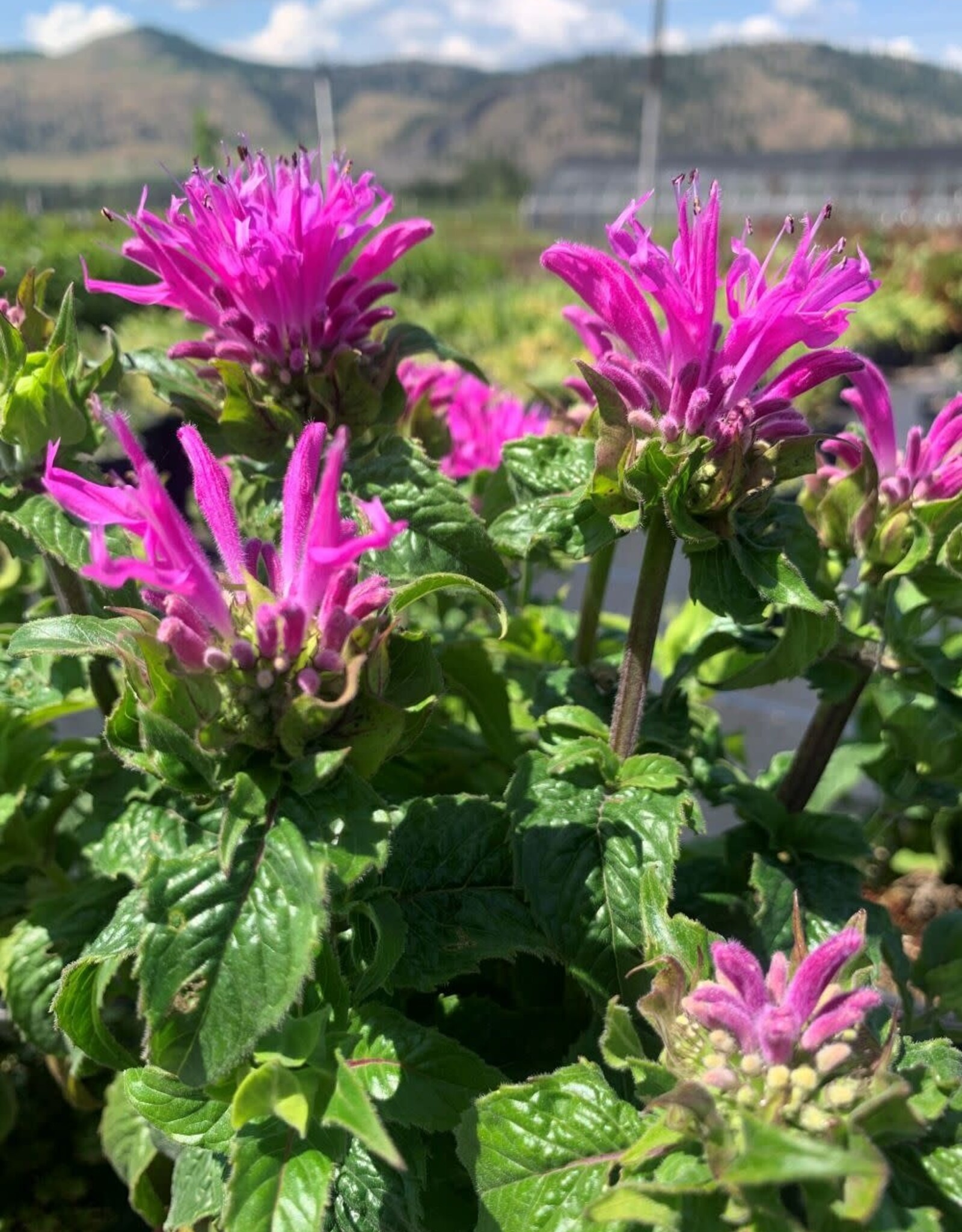 Bron and Sons Monarda didyma 'Acoutdel' #1  Petite Delight Bee Balm