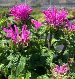 Bron and Sons Monarda didyma 'Acoutdel' #1  Petite Delight Bee Balm