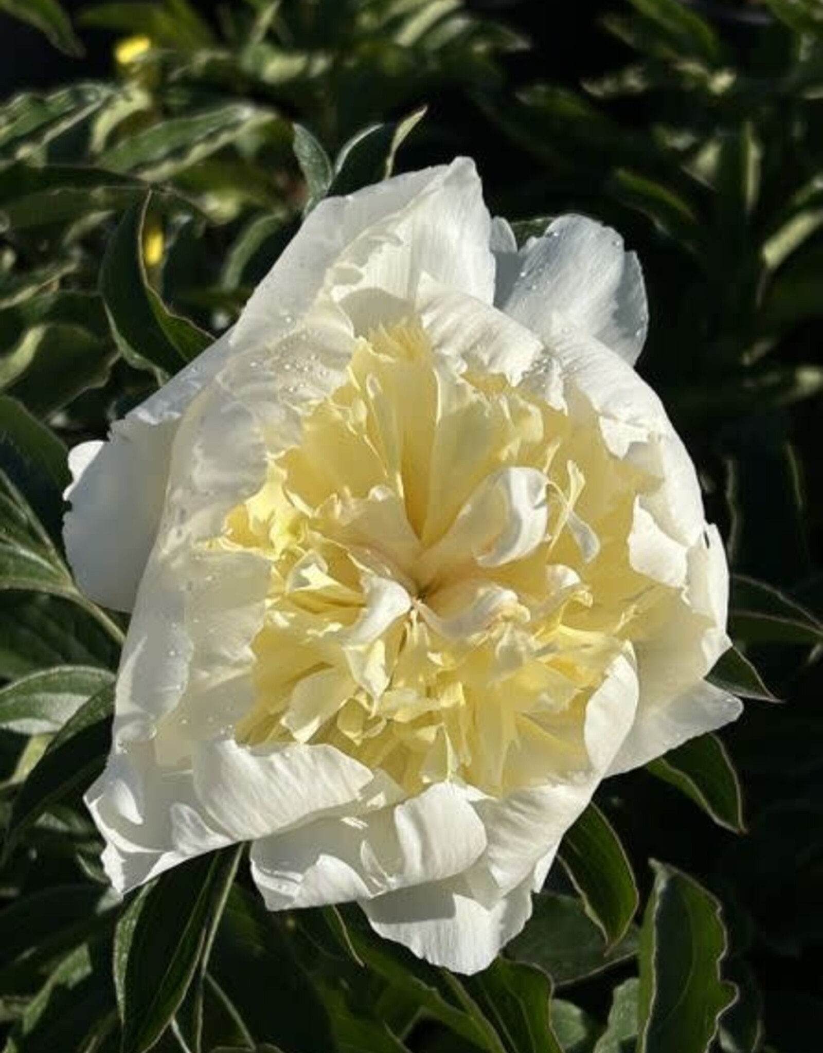 Bron and Sons Paeonia lactiflora  'Bowl of Cream' #1  Bowl of Cream Peony