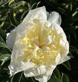 Bron and Sons Paeonia lactiflora  'Bowl of Cream' #1  Bowl of Cream Peony