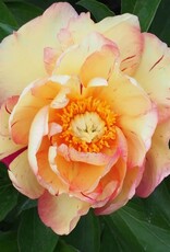 Bron and Sons Paeonia x 'Itoh Lollipop' #2  Lollipop Itoh Peony