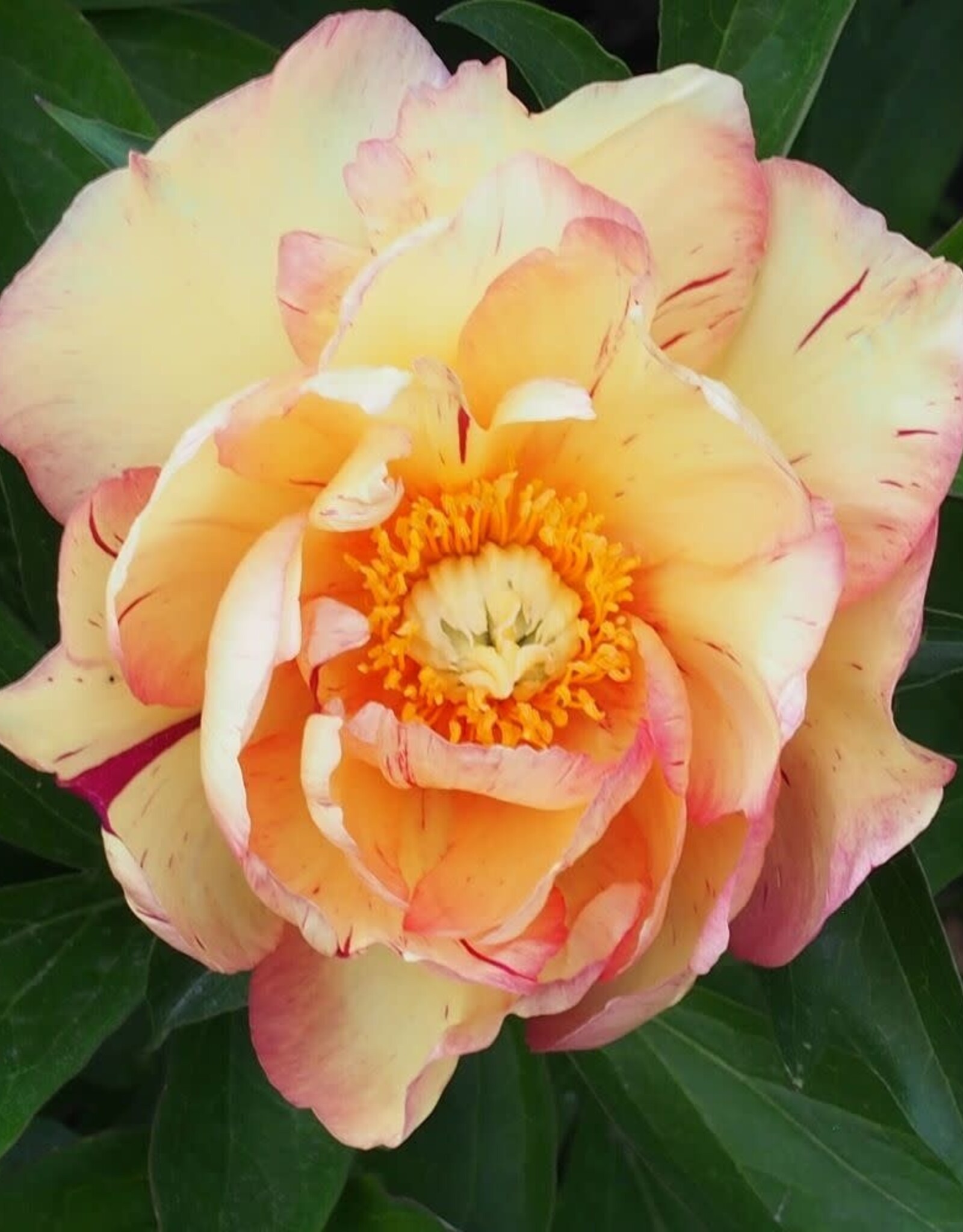 Bron and Sons Paeonia x 'Itoh Lollipop' #2  Lollipop Itoh Peony