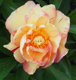 Bron and Sons Paeonia x 'Itoh Lollipop' #2  Lollipop Itoh Peony