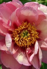 Bron and Sons Paeonia x 'Itoh Old Rose Dandy' #2  Old Rose Dandy Itoh Peony