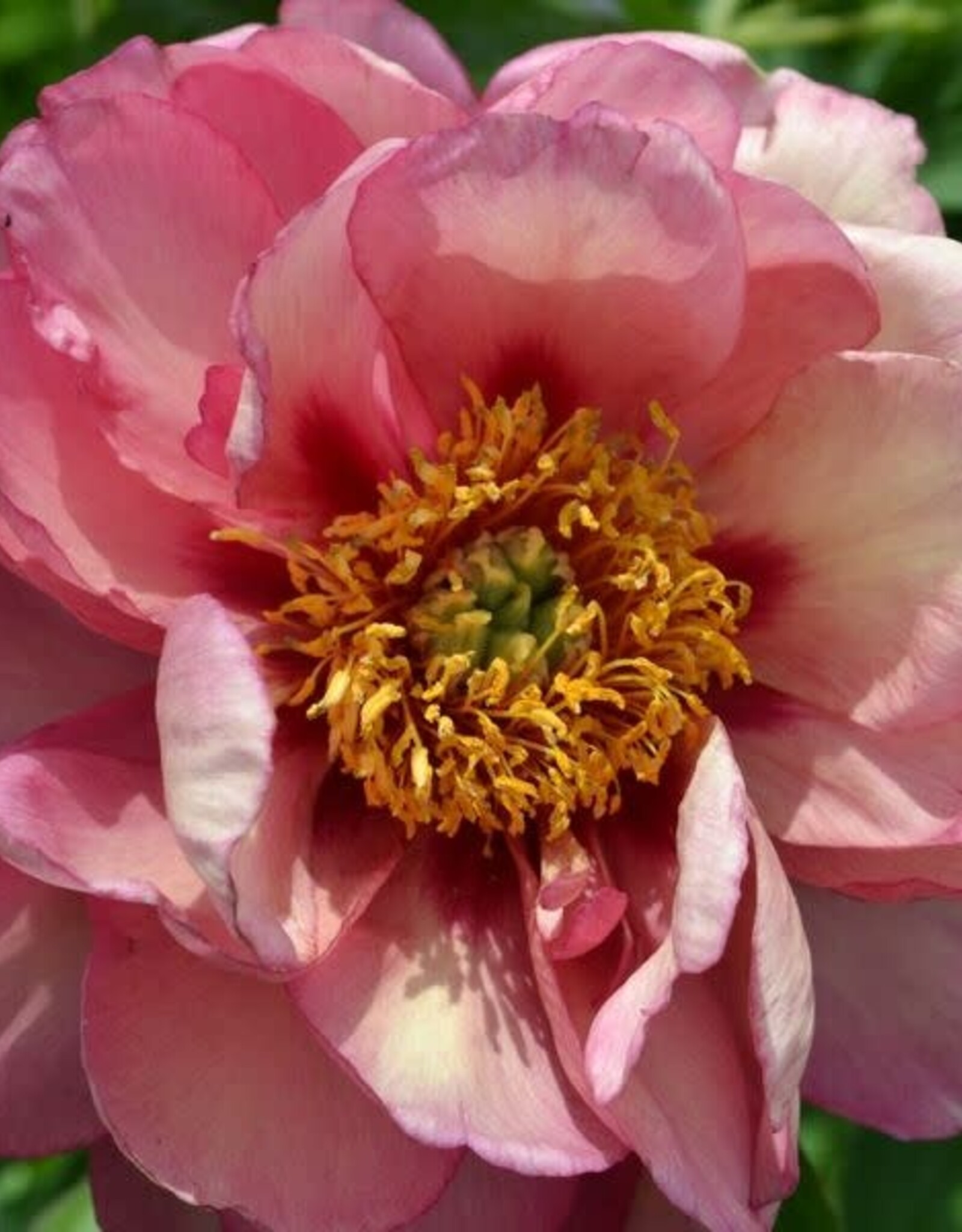 Bron and Sons Paeonia x 'Itoh Old Rose Dandy' #2  Old Rose Dandy Itoh Peony