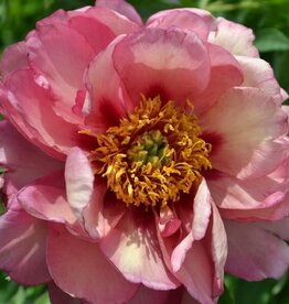 Bron and Sons Paeonia x 'Itoh Old Rose Dandy' #2  Old Rose Dandy Itoh Peony