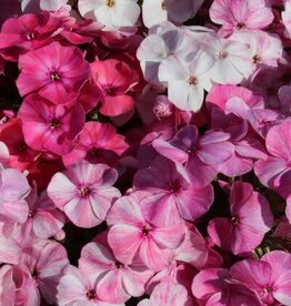 Bron and Sons Phlox paniculata 'Freckle Pink Shades' #1  Freckle Pink Shades Phlox