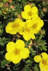 Bron and Sons Potentilla frut. 'Gold Star' #5  -Gold Star Potentilla
