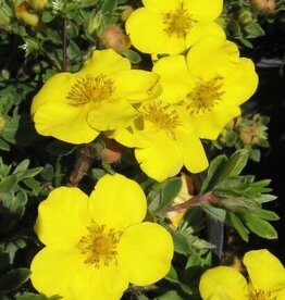 Bron and Sons Potentilla frut. 'Gold Star' #5  -Gold Star Potentilla