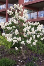 Bron and Sons Syringa v. 'Mme. Lemoine' #5 Shrub Lilac