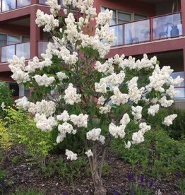 Bron and Sons Syringa v. 'Mme. Lemoine' #5 Shrub Lilac