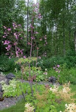 Bron and Sons Thalictrum aquilegifolium #1  Meadow Rue