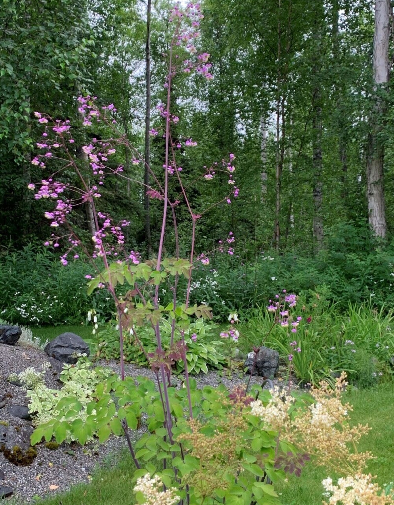 Bron and Sons Thalictrum aquilegifolium #1  Meadow Rue