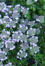Bron and Sons Thymus praecox 'Purple Carpet' #1  Purple Carpet Creeping Thyme