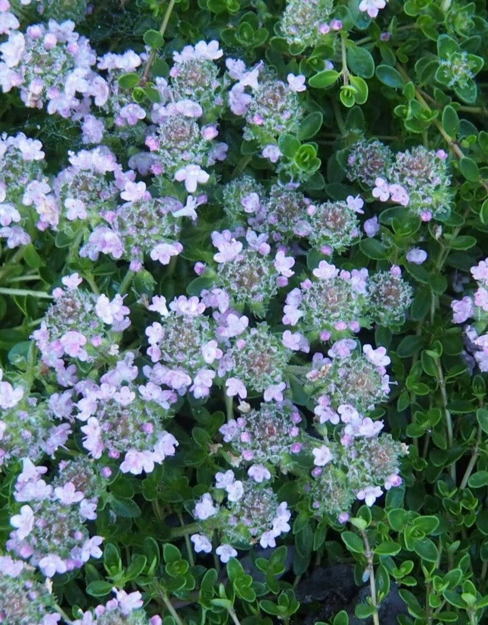 Bron and Sons Thymus praecox 'Purple Carpet' #1  Purple Carpet Creeping Thyme