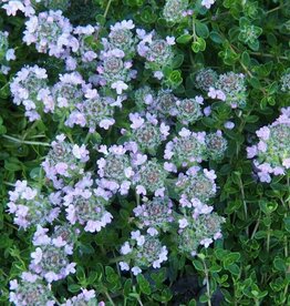 Bron and Sons Thymus praecox 'Purple Carpet' #1  Purple Carpet Creeping Thyme