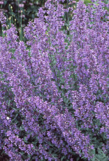Gulley Greenhouse Nepeta faassenii 'Walker's Low' 3.5 inch