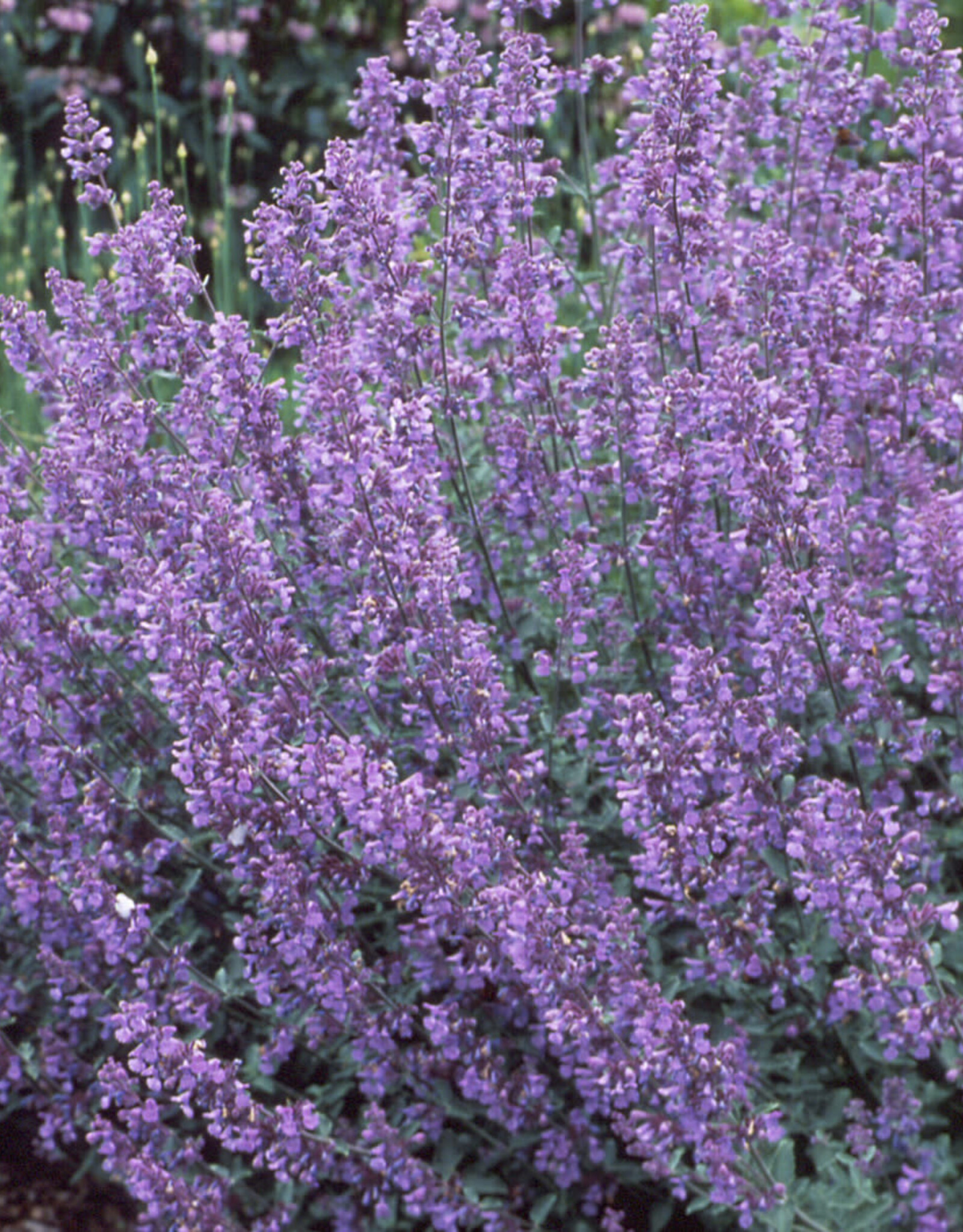Gulley Greenhouse Nepeta faassenii 'Walker's Low' 3.5 inch