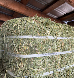 Eckenberg Farms AFS Compressed Alfalfa Hay by Eckenberg Farms