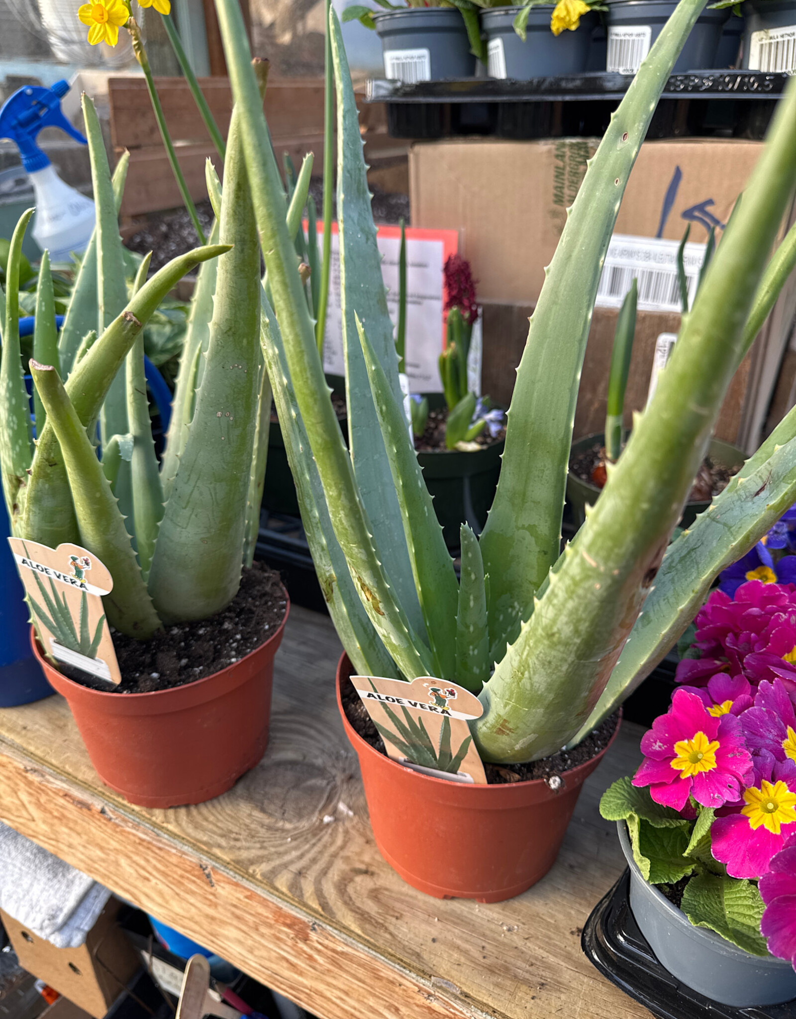 Mainland Aloe Vera 6 in