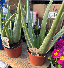 Mainland Aloe Vera 6 in