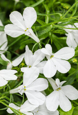 Proven Winners Lobelia Laguna Cloud White PW 3.5 in
