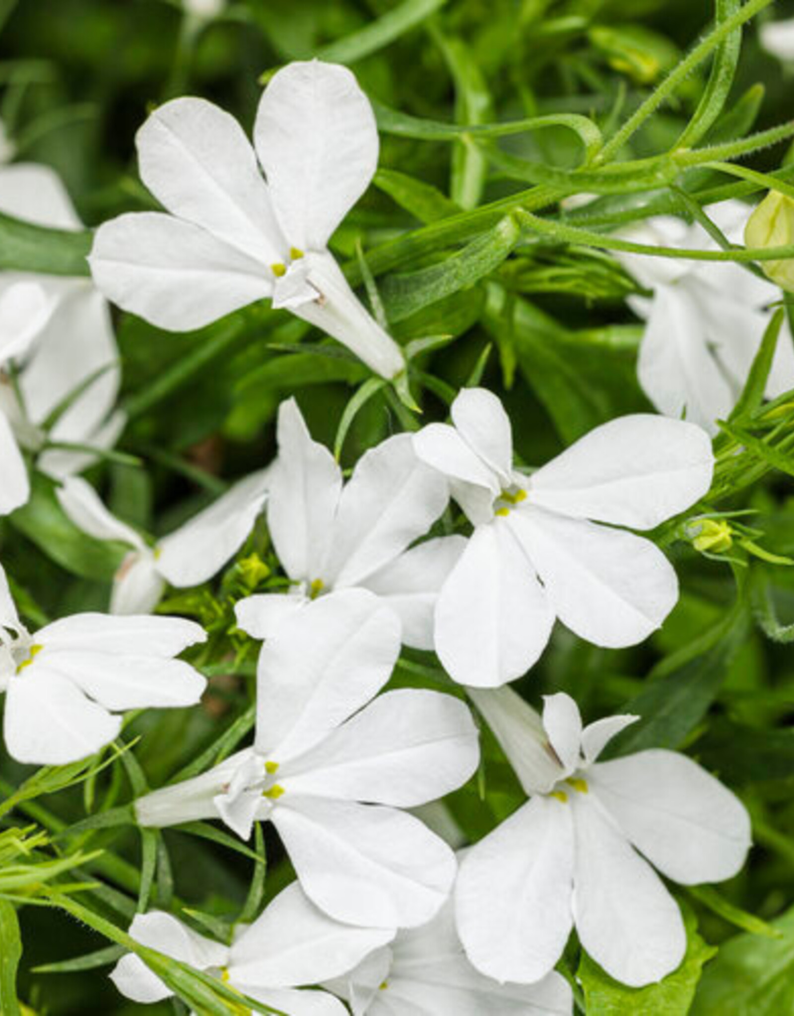 Proven Winners Lobelia Laguna Cloud White PW 3.5 in