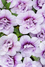 Proven Winners Calibrachoa Superbells® Double Twilight™ 3.5in