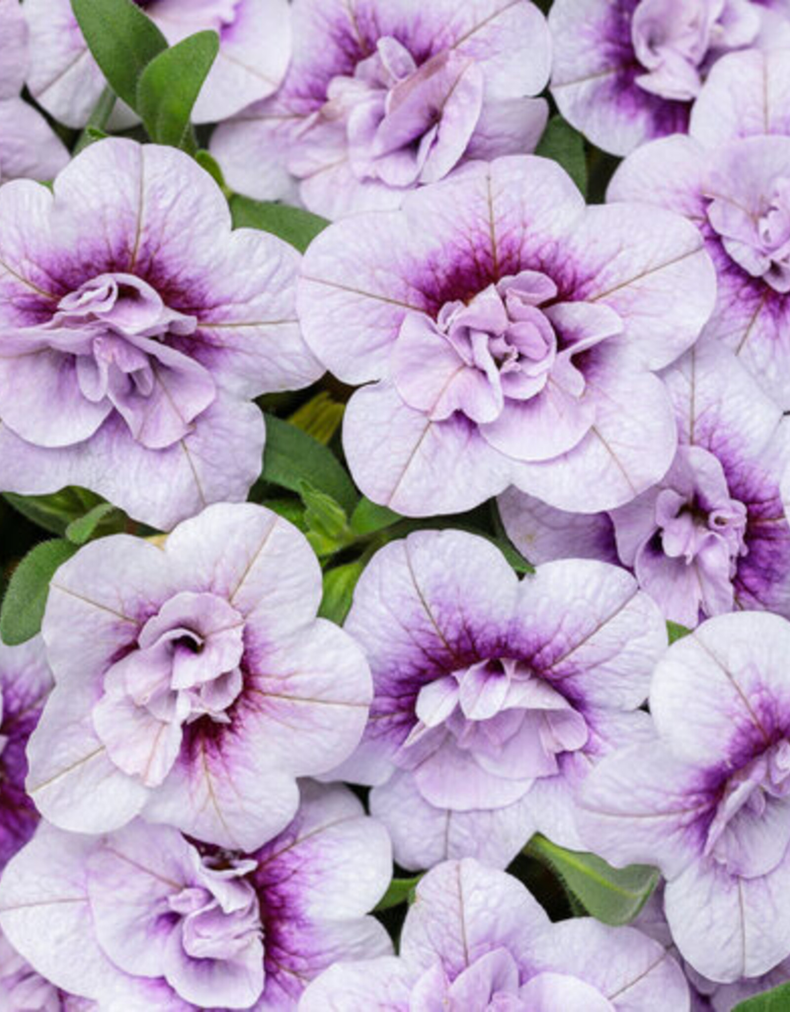 Proven Winners Calibrachoa Superbells® Double Twilight™ 3.5in