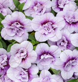 Proven Winners Calibrachoa Superbells® Double Twilight™ 3.5in