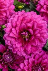 Four Stars Dahlia Virtuoso® Vibrant Violet™ 3.5in