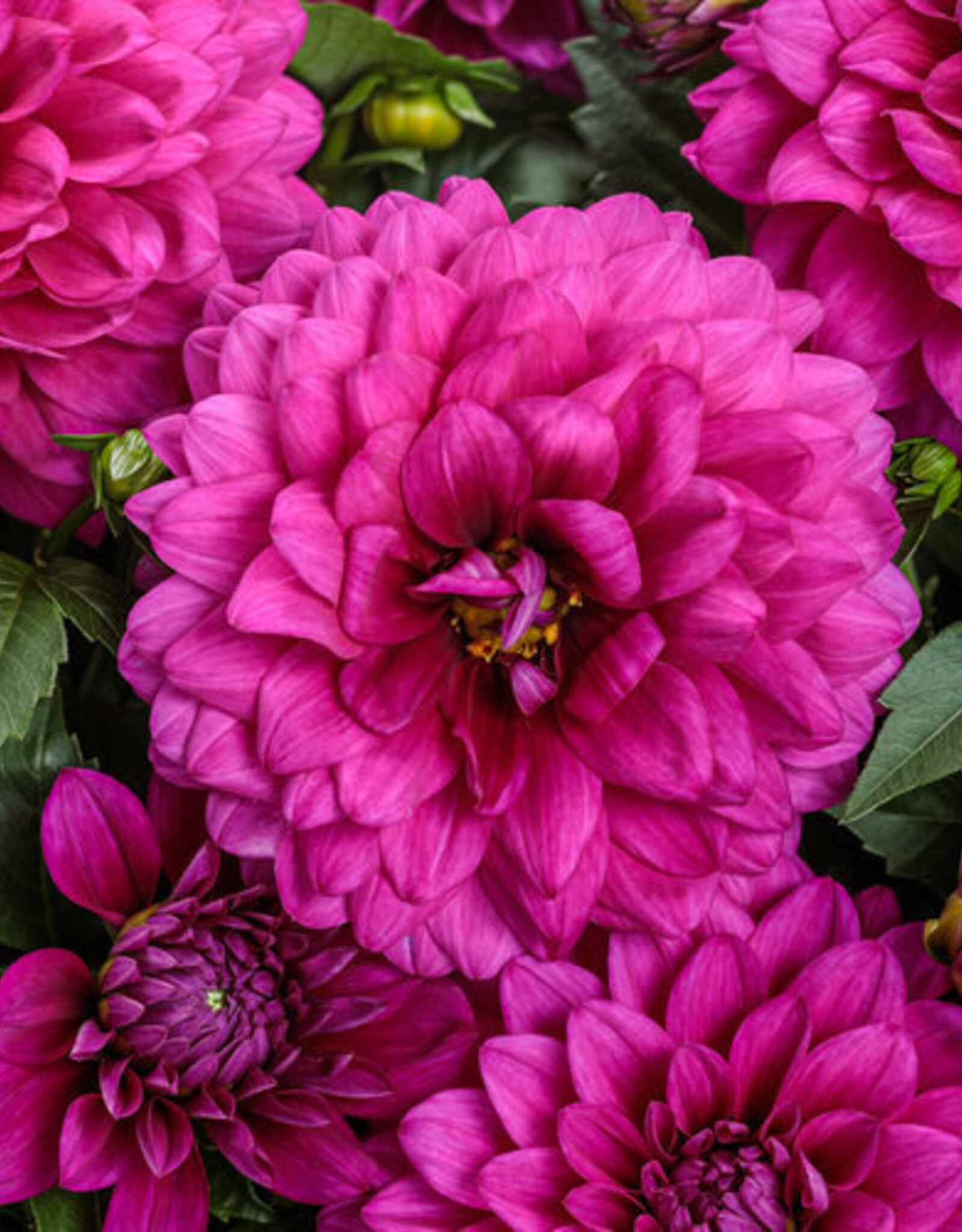 Four Stars Dahlia Virtuoso® Vibrant Violet™ 3.5in