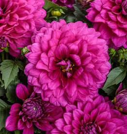 Four Stars Dahlia Virtuoso® Vibrant Violet™ 3.5in