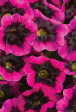 Proven Winners Calibrachoa Superbells® Black Currant Punch PW  3.5 in