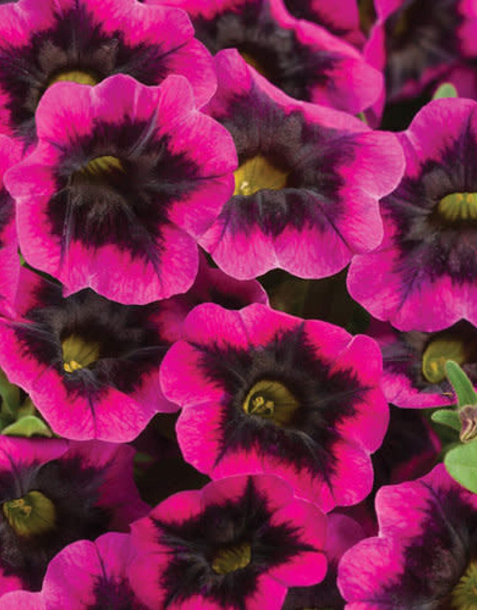 Proven Winners Calibrachoa Superbells® Black Currant Punch PW  3.5 in