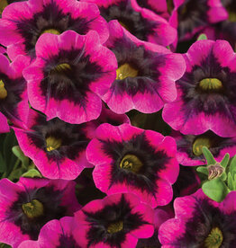 Proven Winners Calibrachoa Superbells® Black Currant Punch PW  3.5 in