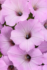 Proven Winners Petunia Supertunia® Vista® Cool Jazz™ PW  3.5 in
