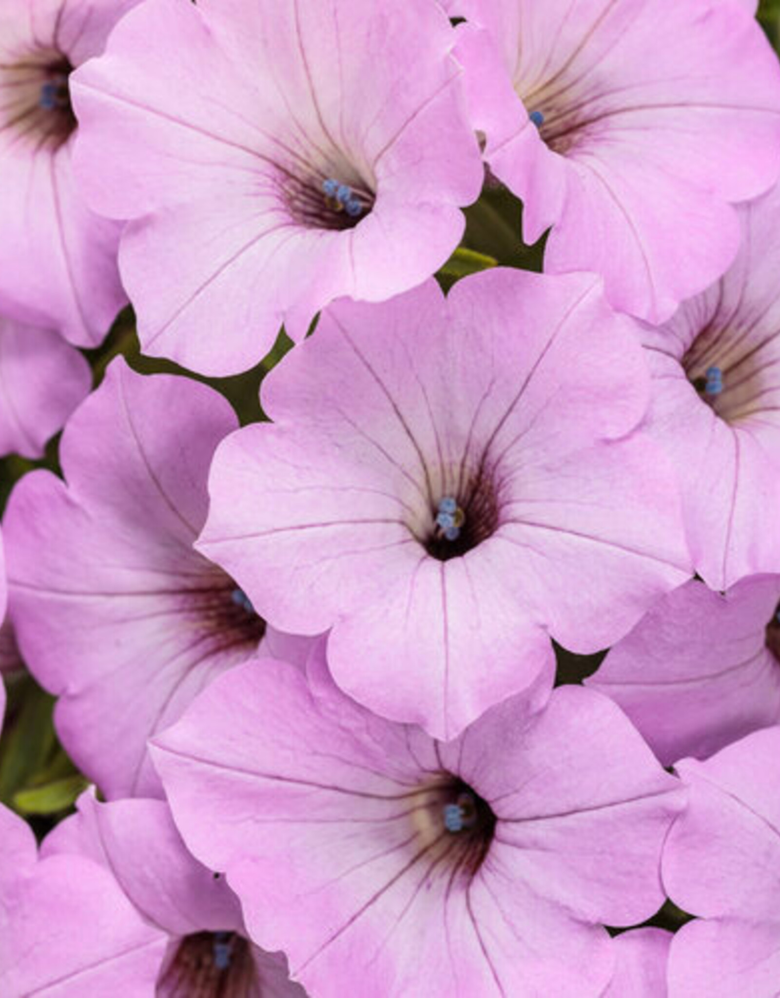 Proven Winners Petunia Supertunia® Vista® Cool Jazz™ PW  3.5 in