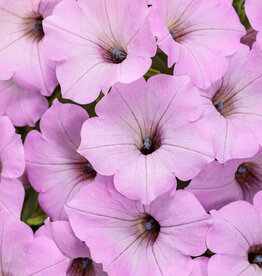 Proven Winners Petunia Supertunia® Vista® Cool Jazz™ PW  3.5 in