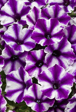 Proven Winners Petunia Supertunia® Mini Vista® Violet StarPW  3.5 in